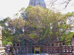 The Bodhi Tree, Bodh Gaya :  The Frugal Traveler